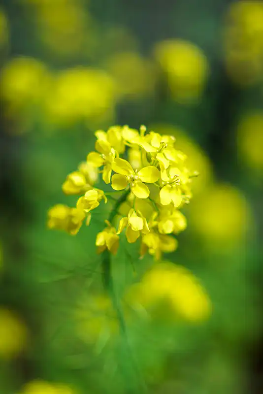 7Artisans 35mm F0.95レンズで撮影した菜の花
