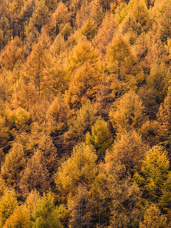 入笠山11月カラマツの黄葉